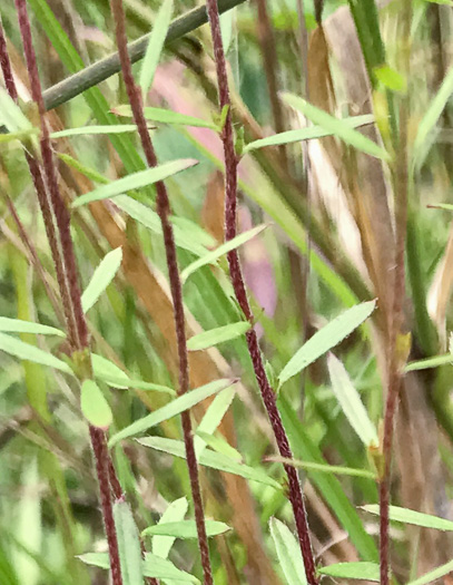 image of Lechea racemulosa, Racemose Pinweed, Appalachian Pinweed, Oblong-fruit Pinweed